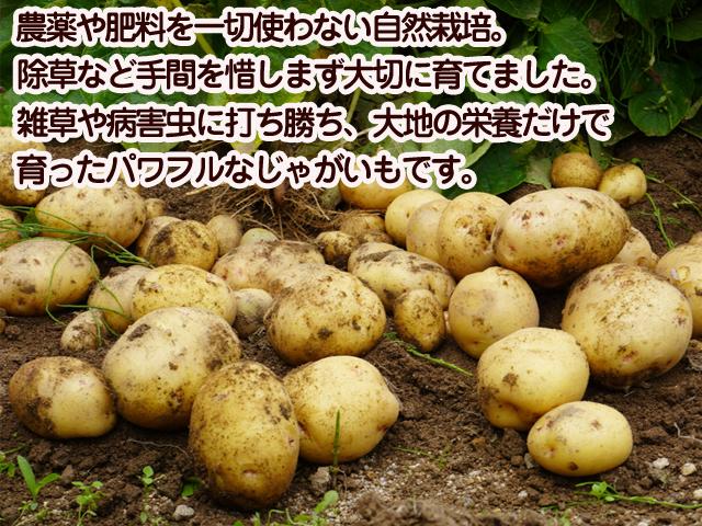 自然栽培の野菜を宅配する倶楽部大地