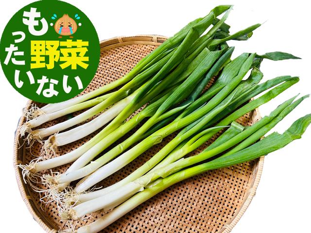 農薬不使用･無堆肥･無肥料自然栽培訳あり九条ねぎ