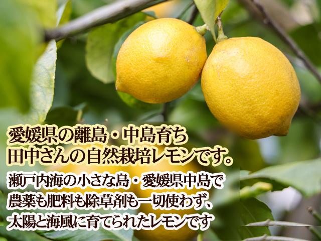 無農薬自然栽培もぎたて瀬戸田レモン もぎたてレモンは残りわずか‼️ 特価】 無農薬自然栽培もぎたて瀬戸田レモン もぎたてレモンは