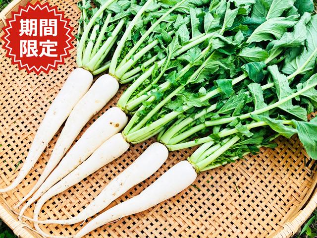 農薬不使用･無堆肥･無肥料自然栽培葉付きミニ大根