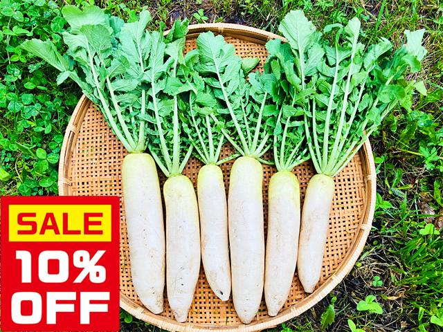 農薬不使用･無堆肥･無肥料【特売】自然栽培葉付きミニ大根