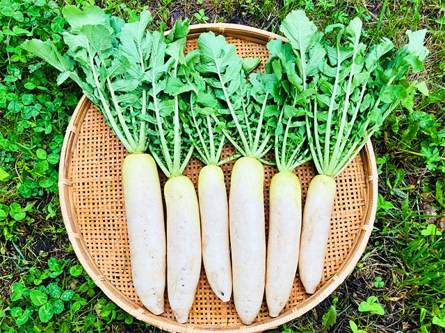 農薬不使用･無堆肥･無肥料自然栽培葉付きミニ大根