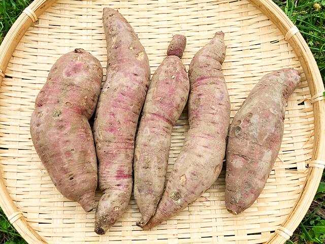 農薬不使用･無堆肥･無肥料静岡県産自然栽培さつまいも