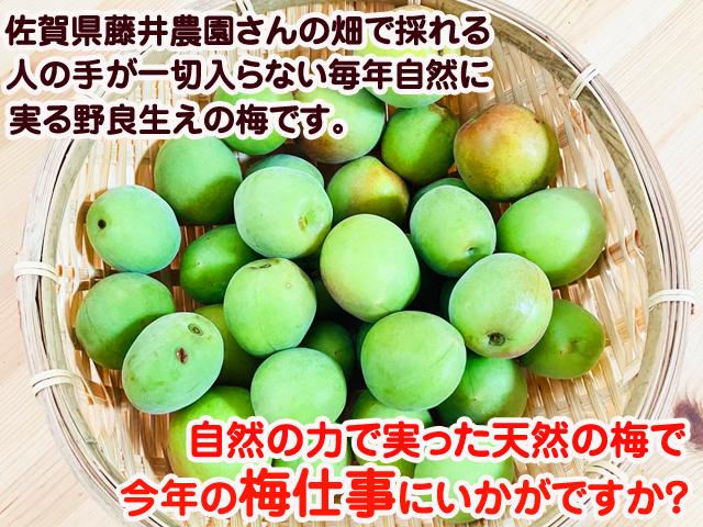 自然栽培の野菜を宅配する倶楽部大地
