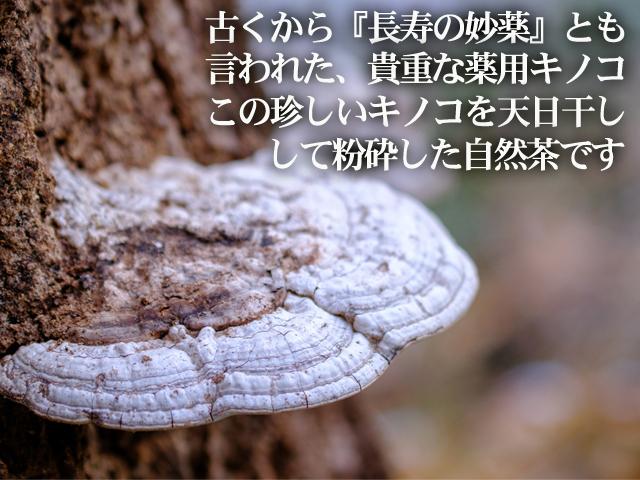 北海道　日高産　サルノコシカケ　約45センチ 自然栽培の野菜を宅配する倶楽部大地