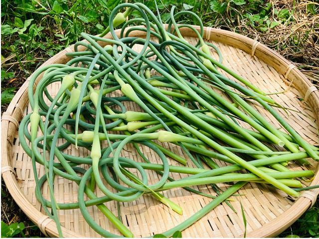 農薬不使用･無堆肥･無肥料自然栽培在来種にんにくの芽