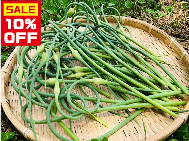 農薬不使用･無堆肥･無肥料【特売】自然栽培在来種にんにくの芽