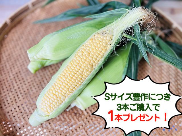 農薬不使用･無堆肥･無肥料自然栽培とうもろこし（黄粒）『大地のハーモニー』