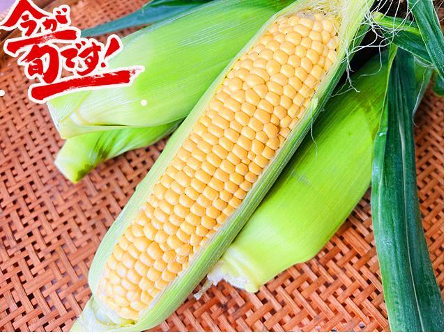 農薬不使用･無堆肥･無肥料自然栽培とうもろこし（黄粒）『大地のハーモニー』