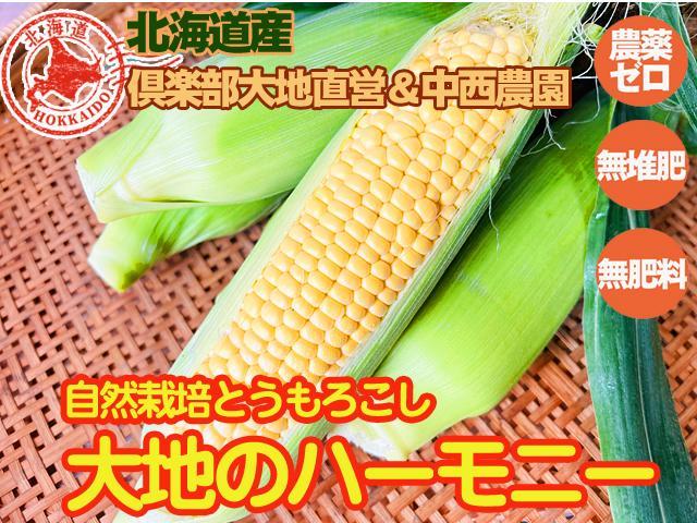 【限定】自然栽培　固定種　とうもろこし　自然農法　自然農 自然栽培の野菜を宅配する倶楽部大地