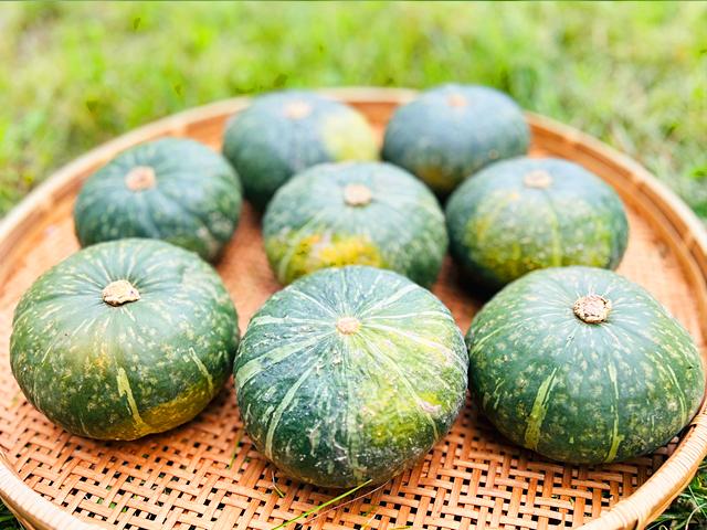 農薬不使用･無堆肥･無肥料自然栽培坊ちゃん南瓜