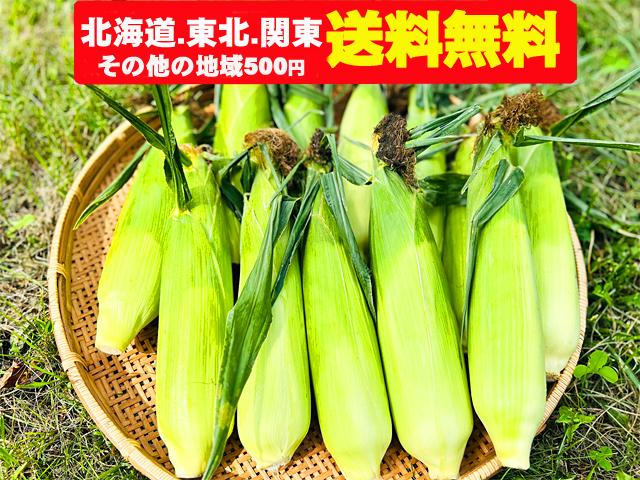 農薬不使用･無堆肥･無肥料自然栽培黄粒とうもろこし12本セット（北海道・東北・関東送料無料）