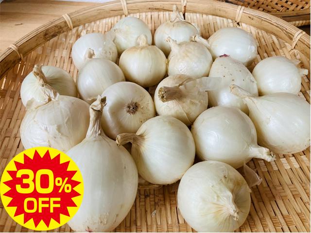 農薬不使用･無堆肥･無肥料【特売】自然栽培白玉ねぎ『雪景色』