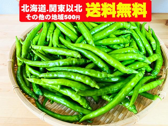 農薬不使用･無堆肥･無肥料自然栽培固定種青唐辛子「札幌本から」（北海道・関東以北送料無料）