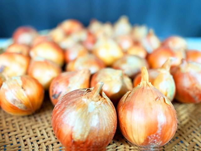 有機質農法・自家採種「北見黄玉ねぎ」