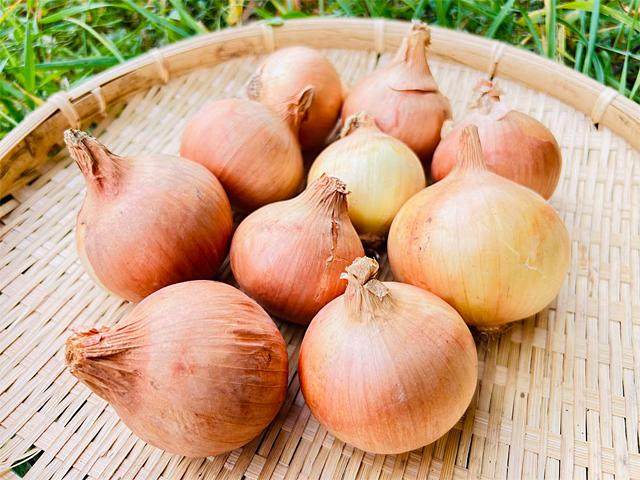 農薬不使用･無堆肥･無肥料自然栽培オホーツク玉ねぎ
