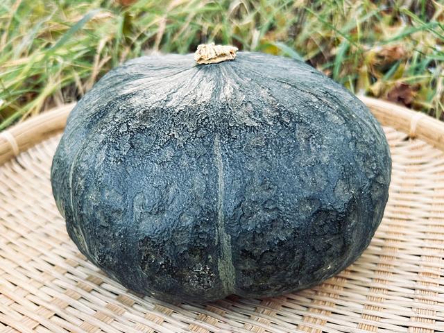 農薬不使用･無堆肥･無肥料中西さんの自然栽培えびすかぼちゃ