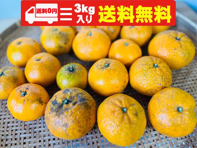 農薬不使用･無堆肥･無肥料冨田さんの自然栽培温州みかん