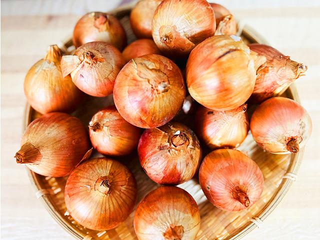 農薬不使用･無堆肥･無肥料自然栽培てつさんの縄文玉ねぎ