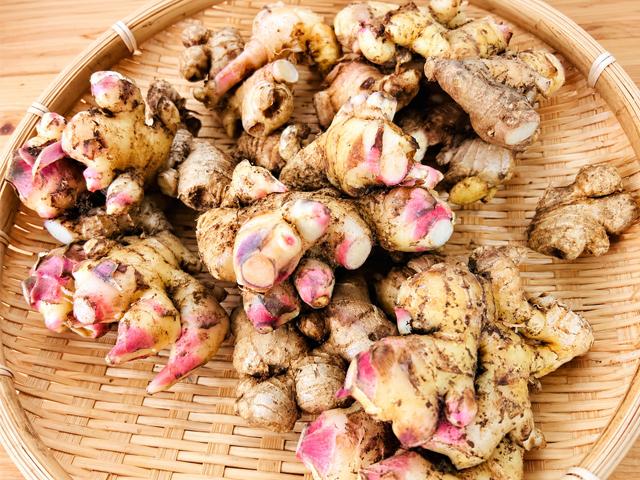 農薬不使用･無堆肥･無肥料馬淵さんの自然栽培新生姜