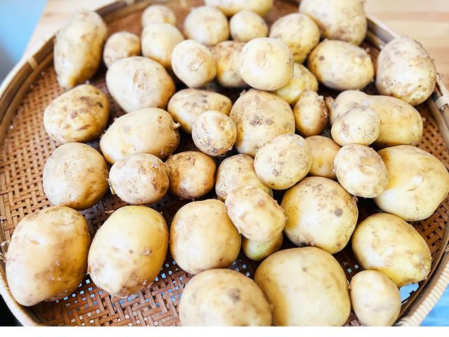 農薬不使用･無堆肥･無肥料馬淵さんの自然栽培出島じゃがいも