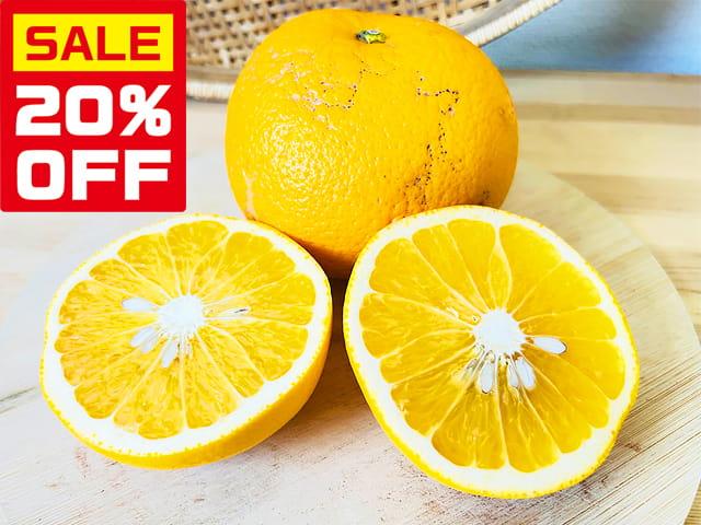 農薬不使用･無堆肥･無肥料【特売】自然栽培紅はっさく