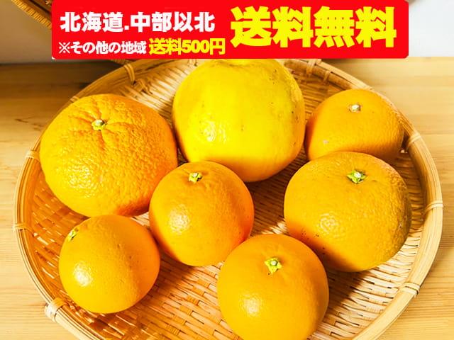 農薬不使用･無堆肥･無肥料【送料無料】愛媛・冨田農園自然栽培旬の柑橘4種食べ比べセット