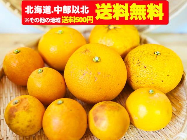 農薬不使用･無堆肥･無肥料【送料無料】愛媛・冨田農園自然栽培旬の柑橘3種食べ比べセット