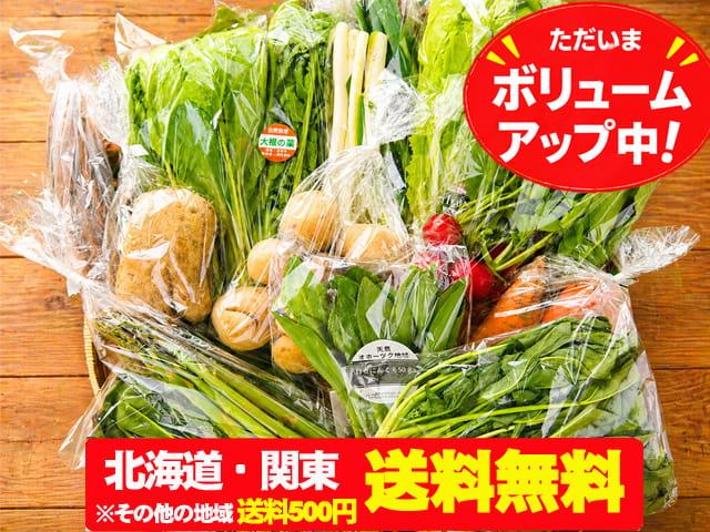 農薬不使用･無化学肥料朝霧の野菜セット(北海道・関東送料無料）