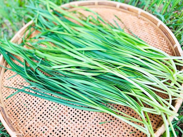 農薬不使用･無堆肥･無肥料自然栽培木寺さんの春にら