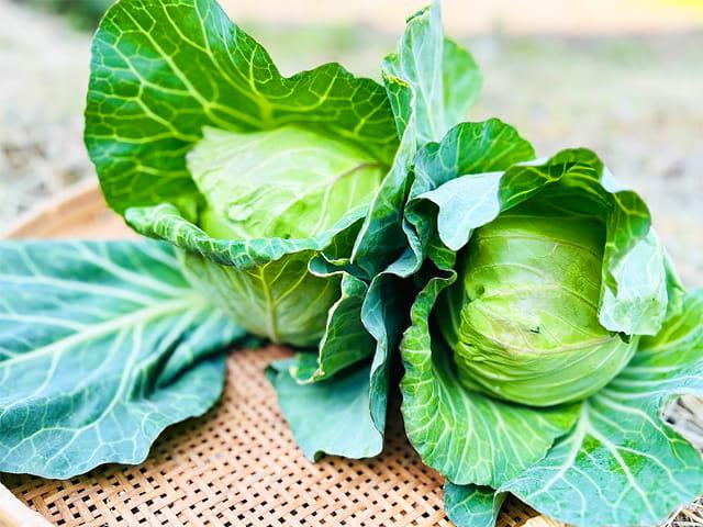 農薬不使用･無堆肥･無肥料よっちゃんの自然栽培キャベツ