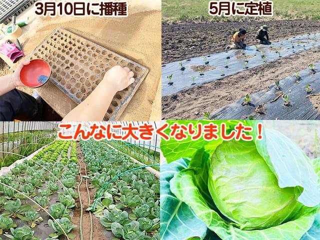 自然栽培の野菜を宅配する倶楽部大地