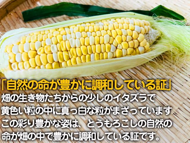 自然栽培の野菜を宅配する倶楽部大地