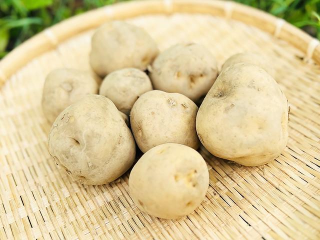 農薬不使用･無化学肥料埼玉県産自然農法男爵いも