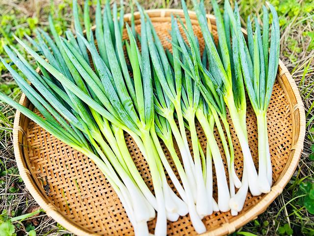 農薬不使用･無堆肥･無肥料木寺さんの自然栽培青ネギ