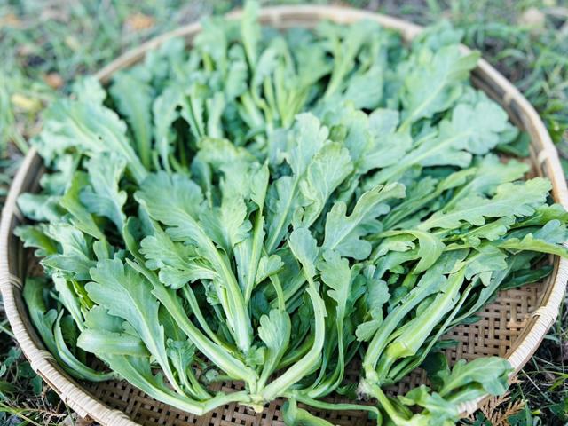 農薬不使用･無堆肥･無肥料自然栽培春菊
