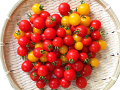自家採種・自然栽培ミニトマトお徳用1kg