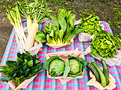 朝霧の野菜Ｂ（大）セット