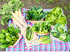 朝霧の野菜Ｃ（特大）セット