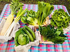 朝霧の野菜Ａ（小）セット