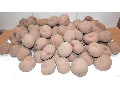 自家採種はなしべつじゃがいも2Sサイズ3kg前後