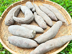 自家採種・自然栽培ヤーコン3kg前後