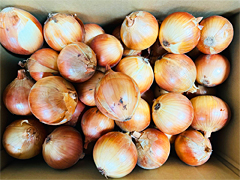 【訳あり】自家採種・有機質農法「北見黄玉ねぎ」フリーサイズ10kg前後