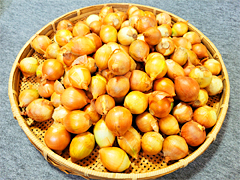 自家採種・有機質農法「北見黄玉ねぎ」2Sサイズ5kg