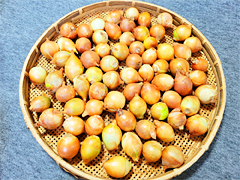 自家採種・有機質農法「北見黄玉ねぎ」2Sサイズ3kg