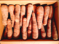 てっちゃんの自然栽培土付き人参A品5kg前後