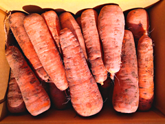 てっちゃんの自然栽培土付き人参A品3kg前後