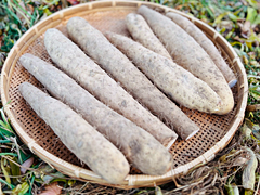 中西さんの有機農法長いもA品5kg前後