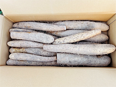 中西さんの有機農法長いもA品10kg前後