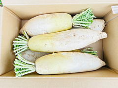 自然栽培なつかし大根SLサイズ混み5kgセット